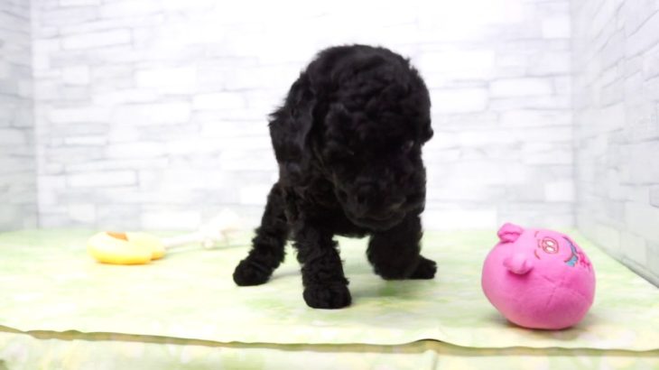 【きくちペット】 仔犬仔猫 No.19287　トイ・プードル