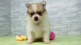 【きくちペット】 仔犬仔猫 No.19293　ミックス犬（父：チワワ 母：ポメラニアン）