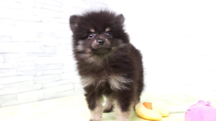 【きくちペット】 仔犬仔猫 No.19311　ポメラニアン