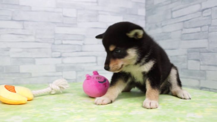 【きくちペット】 仔犬仔猫 No.19312　柴犬