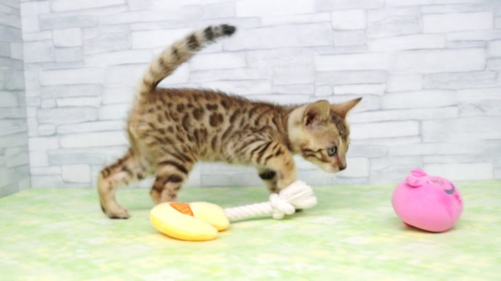 【きくちペット】 仔犬仔猫 No.19315　ベンガル