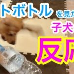 【ミニピン アイビー】ペットボトルを見た時の子犬の反応が可愛いすぎた！Reaction when a puppy saw a plastic bottle for the first time