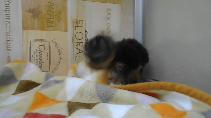 ペットショップ 犬の家 桑名店 「YK♂」「104958」