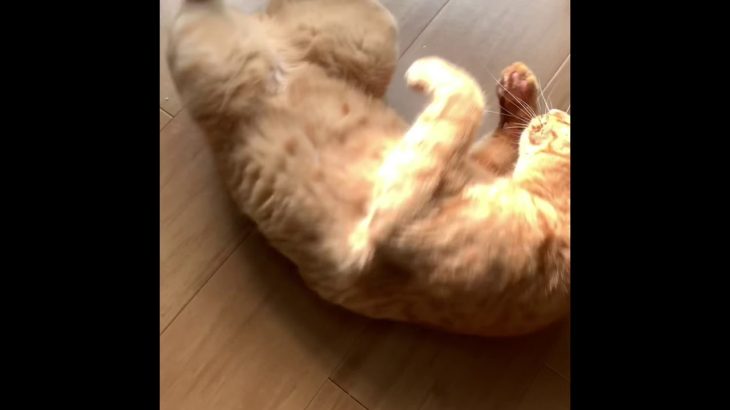 ただただゴロりん チビ  #猫 #ペット #アニマル #cat #リラックス