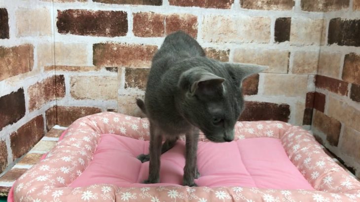 ペットショップcoo&riku　 ロシアンブルー    №00332166