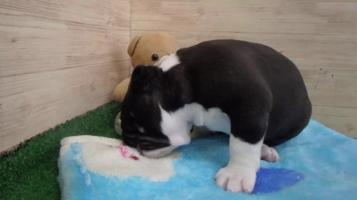 ペットショップcoo&riku No.00442740 ボストンテリア