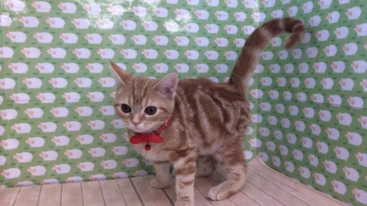 ペットショップcoo&riku No.431092　アメショー