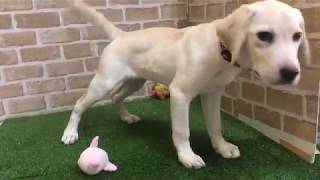 ペットショップcoo&riku No.433750 ラブラドールレトリバー