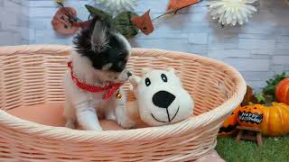 ペットショップcoo&riku No.434428　チワワ