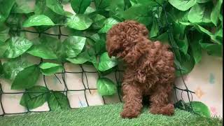 ペットショップcoo&riku No.435934