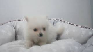 ペットショップcoo&riku No.442592　ポメラニアン