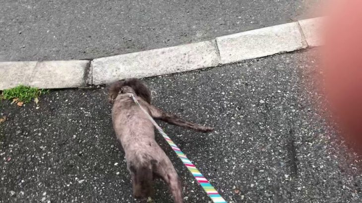 hinata    ペットホテル 2019/09/01 ミルヒくん