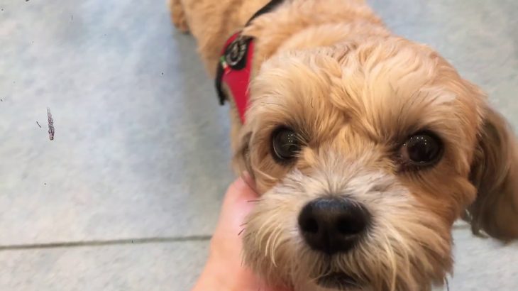 hinata ペットホテル 2019/09/14 こむぎちゃん