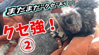 【ペット動画】クセ強！②トイプードルシェルくんの”クセ”まだまだあります