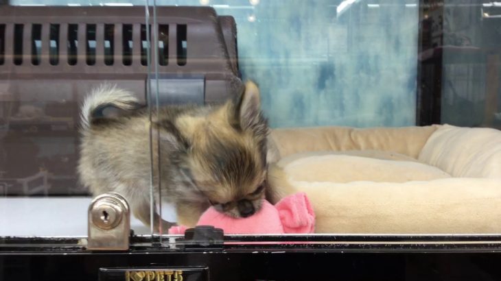 ペットの専門店コジマ