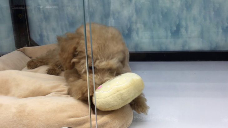 ペットの専門店コジマ