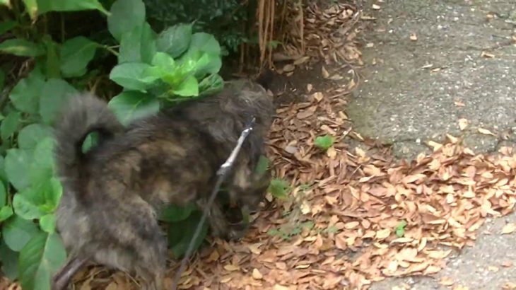 ペットホテルわんわん柏　朝夕のお散歩（わんわん柏）