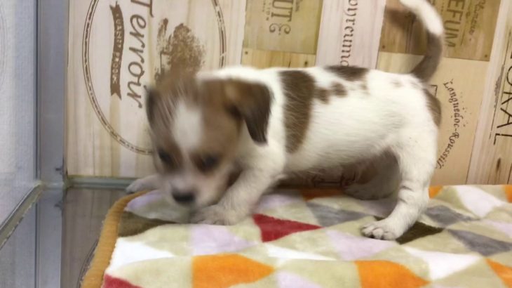 ペットショップ 犬の家 ○○店 「品種名」「問い合わせ番号」