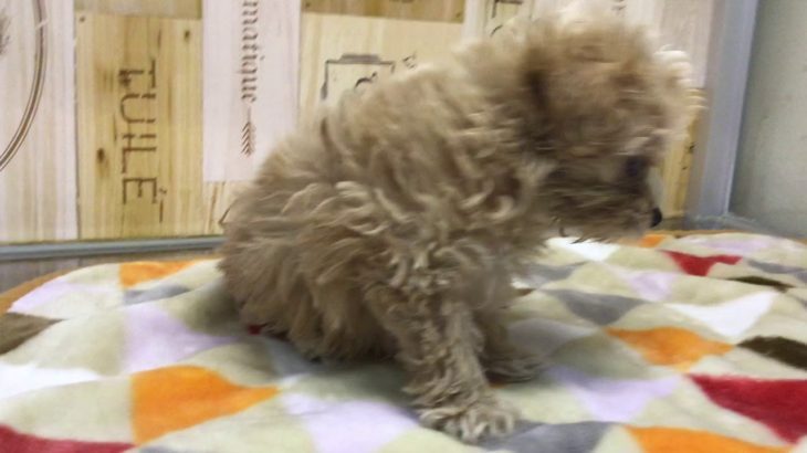 ペットショップ 犬の家 ○○店 「品種名」「問い合わせ番号」