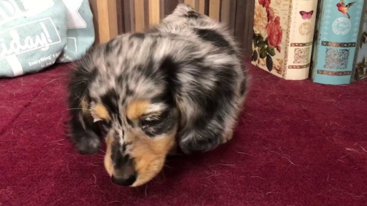 ペットショップ 犬の家 イオン上田店 「ミニチュアダックスフンド」