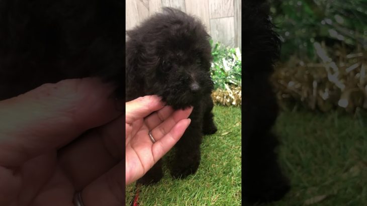 ペットショップ犬の家＆猫の里 イオン小牧店【生体番号　】【種類　タイニー　】