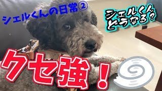 【ペット動画】クセ強！！トイプードルのシェルくんの日常②