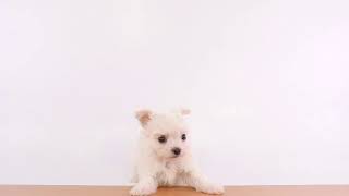 ペットの専門店コジマ