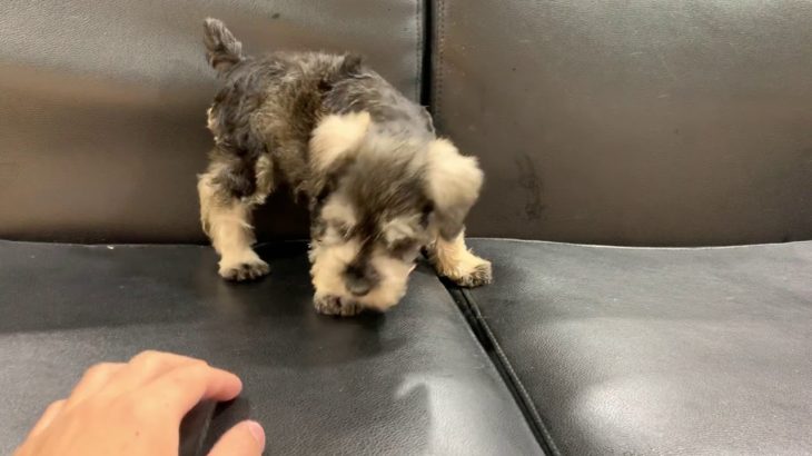 ペットショップ 犬の家