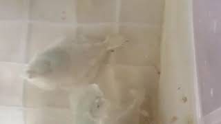 カレイ 幼魚 磯遊び ペット 野島公園 横須賀 横浜