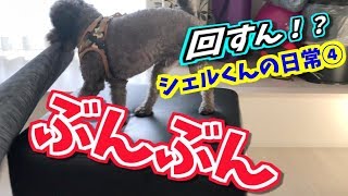 【ペット動画】”回すん！？”トイプードルシェルくんの日常④