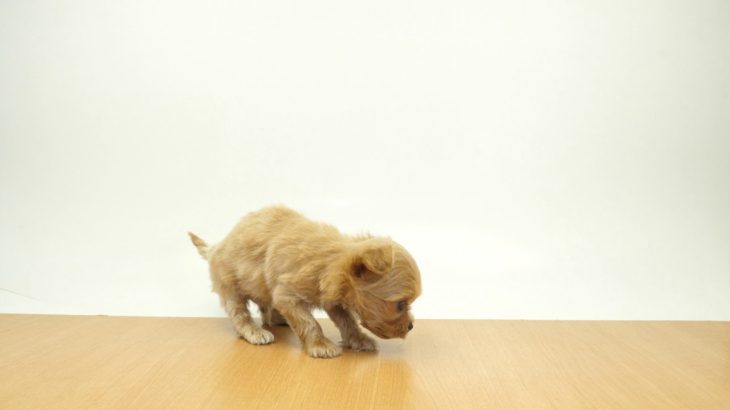 ペットの専門店コジマ