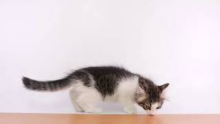 ペットの専門店コジマ