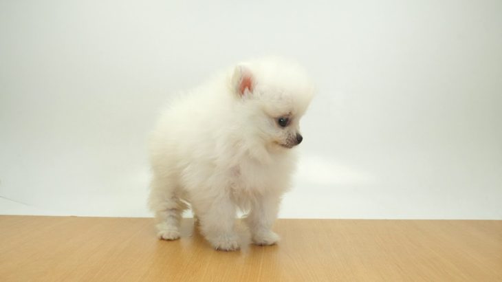 ペットの専門店コジマ