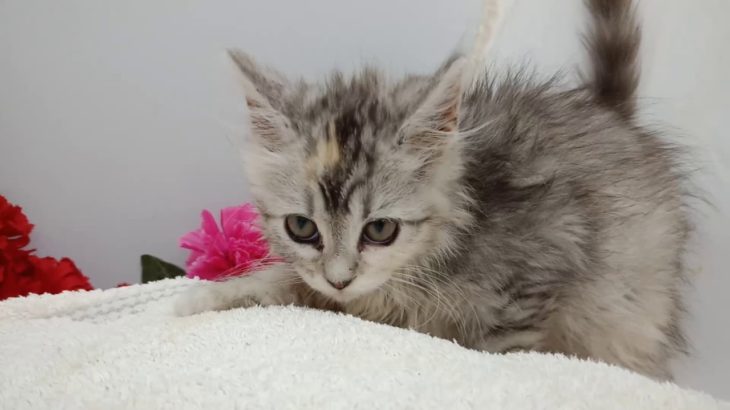 メインクーン｜ブリーダー直販/子猫販売/ペットショップ/大崎市/加美町