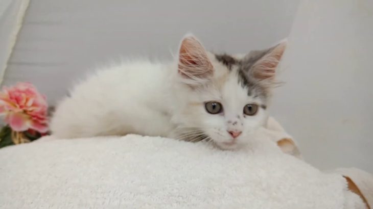 《メインクーン》子猫販売/ペットショップ宮城/東松島市