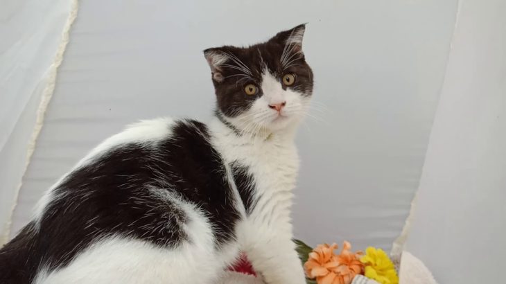 スコティッシュフォールド｜宮城・石巻市ペットショップ/人気猫種多数販売中