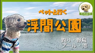 ペットも楽しめる！野鳥の名所「浮間公園」に行ってみた【チャチャ丸散歩】