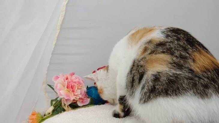 亘理町でスコティッシュ子猫をお探しなら/ペットショップ鈴花/宮城