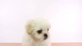 ペットの専門店コジマ