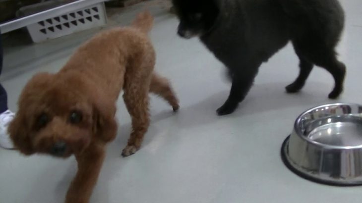 ペットホテルわんわん柏　朝夕食後の遊び・健康チェック（わんわん柏）