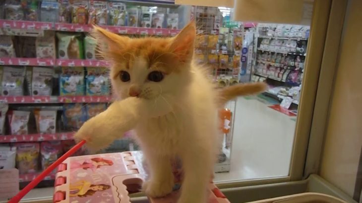 コーナンペットプラザ豊中島江店　メインクーン　女の子