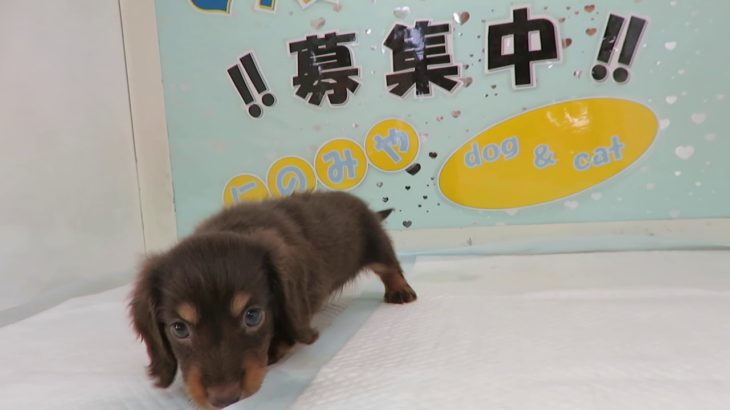 富山のペットショップ　ペットショップ富山