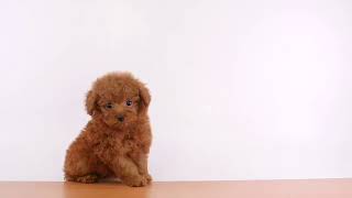 ペットの専門店コジマ