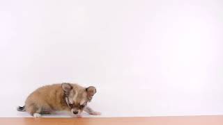 ペットの専門店コジマ