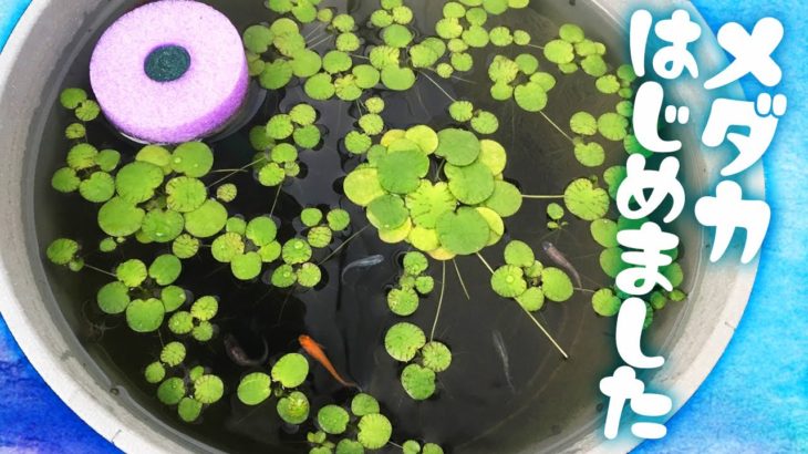 誰でも簡単にベランダで飼えるペットをご紹介します。【初心者メダカ教室】