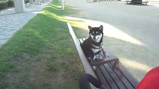 ペットカートに乗って散歩に行く黒柴夏子と子猫のそら