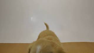 ペットの専門店コジマ