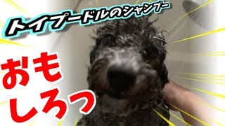【ペット動画】”おもしろっ”トイプードルシェルくんのシャンプー