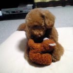 【まっくんペット】熊のぬいぐるみ大好き