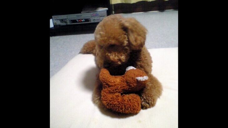 【まっくんペット】熊のぬいぐるみ大好き